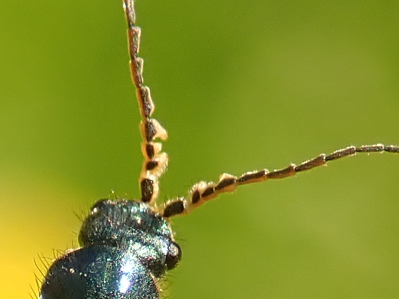 Malachidae: Malachius australis, maschio